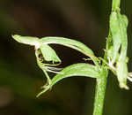 Green fringed orchid